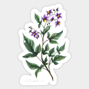 Bitter Nightshade. Witchy herb. Sticker